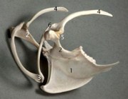 #4 - Scapula. Source: Seabird Osteology<a href=